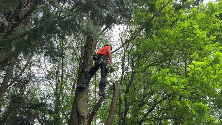 How Our Tree Care Process Works  in  Cheswick, PA